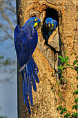 Hyacinth Macaw (Anodorhynchus hyacinthinus) pair at nest cavity, Pantanal, Mato Grosso, Brazil