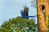 Hyacinth Macaw (Anodorhynchus hyacinthinus) leaving nest cavity, Pantanal, Mato Grosso, Brazil