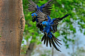 Hyacinth Macaw (Anodorhynchus hyacinthinus) pair flying, Pantanal, Mato Grosso, Brazil