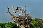 Jabiru Stork (Jabiru mycteria) parent at nest with begging chicks, Pantanal, Mato Grosso, Brazil