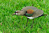 Southern Lapwing (Vanellus chilensis) in defensive posture, Pantanal, Mato Grosso, Brazil