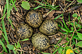 Southern Lapwing (Vanellus chilensis)ground nest with eggs, Pantanal, Mato Grosso, Brazil