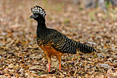 Bare-faced Curassow (Crax fasciolata) female, Pantanal, Mato Grosso, Brazil