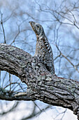 Great Potoo (Nyctibius grandis) camouflaged in tree, Pantanal, Mato Grosso, Brazil