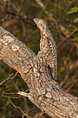 Great Potoo (Nyctibius grandis) camouflaged in tree, Pantanal, Mato Grosso, Brazil