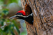 Lineated Woodpecker (Dryocopus lineatus) in nest cavity, Pantanal, Mato Grosso, Brazil