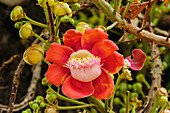 Cannonball Tree (Couroupita guianensis) flower, Pantanal, Mato Grosso, Brazil