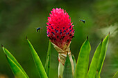 Orchid Bee (Euglossa sp) pair flying near Bromeliad (Quesnelia testudo) flower, Superagui National Park, Atlantic Forest, Brazil