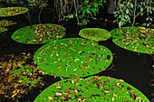 Amazon Water Lily (Victoria amazonica) pads, Mamiraua Reserve, Amazon, Brazil