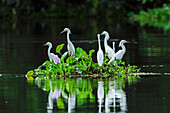 Snowy Egret (Egretta thula) group on floating island, Mamiraua Reserve, Amazon, Brazil