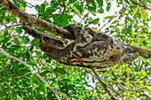 Brown-throated Three-toed Sloth (Bradypus variegatus), Mamiraua Reserve, Amazon, Brazil