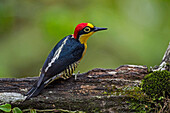 Yellow-fronted Woodpecker (Melanerpes flavifrons) male, Sao Paulo, Atlantic Forest, Brazil