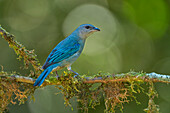 Azure-shouldered Tanager (Thraupis cyanoptera), Sao Paulo, Atlantic Forest, Brazil