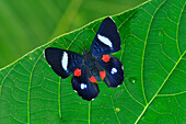Red-spotted Metalmark (Cyrenia martia) butterfly, Rio Claro Nature Reserve, Antioquia, Colombia
