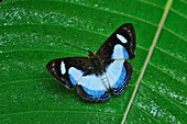 Yucatan Scintillant (Thisbe irenea) butterfly, Rio Claro Nature Reserve, Antioquia, Colombia