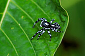Jumping Spider (Salticidae), Rio Claro Nature Reserve, Antioquia, Colombia