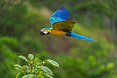 Blue and Yellow Macaw (Ara ararauna) flying, Rio Claro Nature Reserve, Antioquia, Colombia