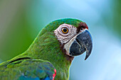 Chestnut-fronted Macaw (Ara severa), Rio Claro Nature Reserve, Antioquia, Colombia