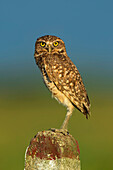 Burrowing Owl (Athene cunicularia), Los Llanos, Colombia