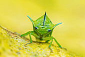 Treehopper (Membracidae), Chicaque Natural Park, Colombia