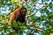 Red Howler Monkey (Alouatta seniculus) calling, Magdalena Valley, Colombia