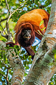 Red Howler Monkey (Alouatta seniculus) in defensive posture, Magdalena Valley, Colombia