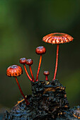 Waxcap (Hygrophoraceae) mushrooms, Magdalena Valley, Colombia