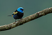 Blue-necked Tanager (Tangara cyanicollis), Guacharo Cave National Park, Colombia