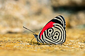 Cramer's Eighty-eight (Diaethria clymena) butterfly, Guacharo Cave National Park, Colombia