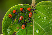 Stink Bug (Pentatomidae) larvae, Guacharo Cave National Park, Colombia