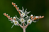 Johnnyberry (Miconia sp) flowering, Cano Cristales, Sierra De La Macarena National Park, Meta, Colombia