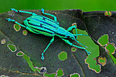 True Weevil (Curculionidae), Las Tangaras Bird Reserve, Colombia