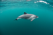 Harbor Porpoise (Phocoena phocoena), Scotland