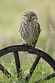 Little Owl (Athene noctua) on wagon wheel, Netherlands