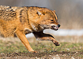 Golden Jackal (Canis aureus) snarling in aggressive posture, Danube Delta, Romania