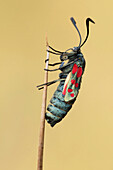 Six-spot Burnet (Zygaena filipendulae) moth, drying after emerging from cocoon, Utrecht, Netherlands