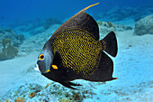 French Angelfish (Pomacanthus paru), Bonaire, Caribbean