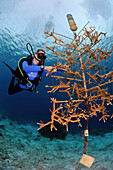 Diver working on coral nursery tree to re-grow coral reef, Bonaire, Caribbean