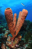 Stove Pipe Sponge (Aplysina archeri) in coral reef, Bonaire, Caribbean