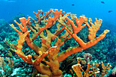 Elkhorn Coral (Acropora palmata), Bonaire, Caribbean