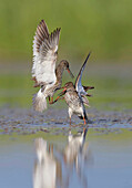 Common Redshank (Tringa totanus) pair fighting, Netherlands