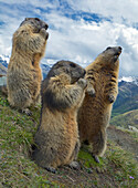 Alpine Marmot (Marmota marmota) trio, Hohe Tauern, Austria
