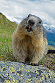 Alpine Marmot (Marmota marmota), Hohe Tauern, Austria