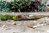 Western Brook Lamprey (Lampetra planeri) in river, Veluwe, Netherlands