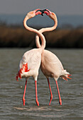 European Flamingo (Phoenicopterus roseus) pair courting in water, Camargue, France