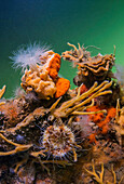 Sponges and sea anemones, Oosterschelde National Park, Burghsluis, Netherlands