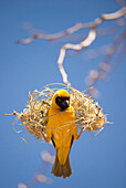 Masked-Weaver (Ploceus velatus) building nest, Sesriem Valley, Sossusvlei, Namibia