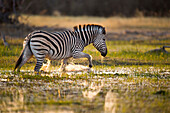 Zebra (Equus quagga) wading, Okavango Delta, Chobe National Park, Botswana