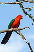 Australian King Parrot (Alisterus scapularis) male, Brisbane, Australia