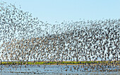 Black-tailed Godwit (Limosa limosa) flock flying above rice field, Lisbon, Portugal